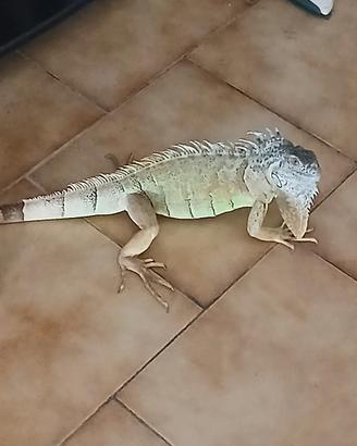 Iguana maschio