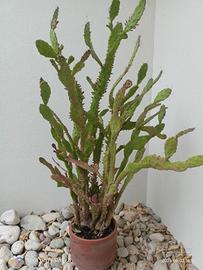 pianta succulenta