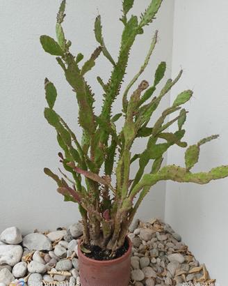pianta succulenta
