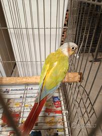 Conuro Pyrrhura Molinae mutati