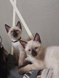 Cuccioli di siamese
