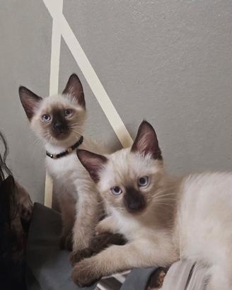 Cuccioli di siamese