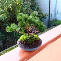 bonsai di pino mugo 