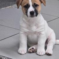 Cucciolo Jack Russell Terrier