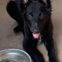 Cucciolo incrocio Border Collie e Pastore Australi