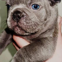 Bulldog francese