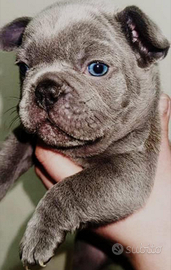 Bulldog francese