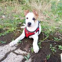 Cucciola di tre mesi rimasta sola