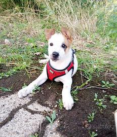 Cucciola di tre mesi rimasta sola