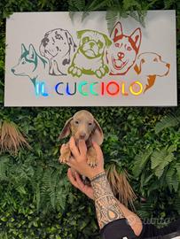 Cuccioli di bassotti nani M e F