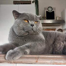 British Shorthair monta