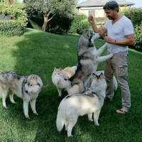 Siberian husky selezionati