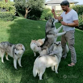 Siberian husky selezionati
