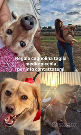 Luna, meticcio volpino e beagle