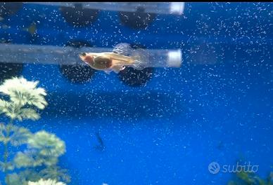 Microworms cibo vivo per pesci d acquario