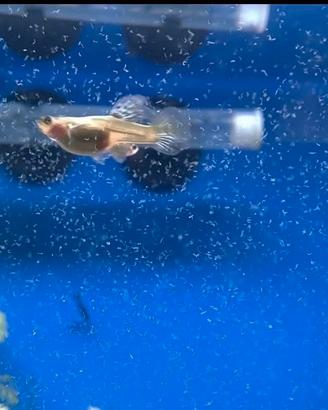 Microworms cibo vivo per pesci d acquario