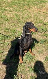Cane segugio