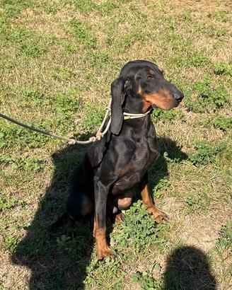 Cane segugio