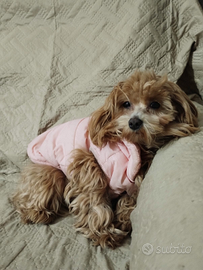 Maltipoo toy femmina