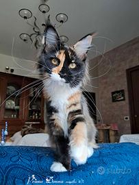 Meravigliosi cuccioli razza maine coon