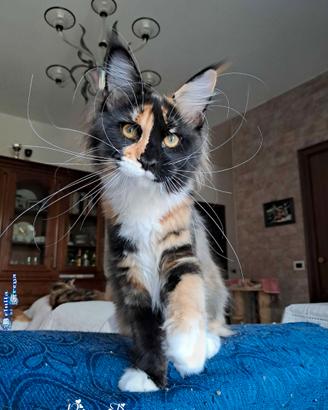 Meravigliosi cuccioli razza maine coon
