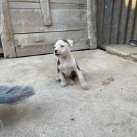Cucciole di pitbull in standard ukc