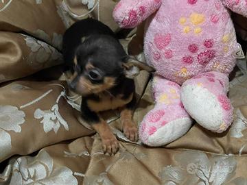 Chihuahua Maschio,Nato il 09/11:2025,peso 780 Gr