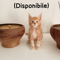Maine coon disponibili a lavaiano pisa