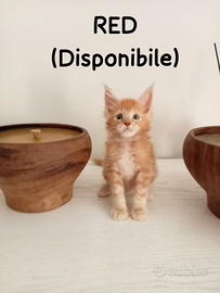 Maine coon disponibili a lavaiano pisa