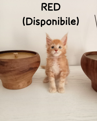 Maine coon disponibili a lavaiano pisa