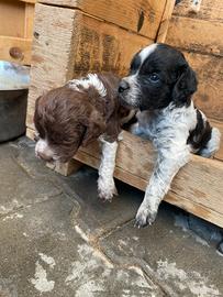 Cuccioli Incrocio breton e springer spaniel
