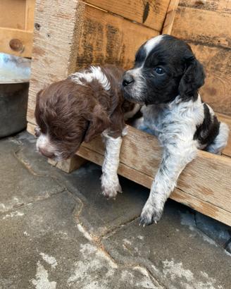 Cuccioli Incrocio breton e springer spaniel