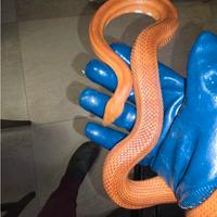 Elaphe BLOOD LOW PIED ADULTI