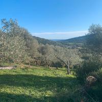 Agricolo con possibilità di costruire