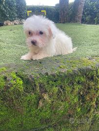 Cuccioli di maltese