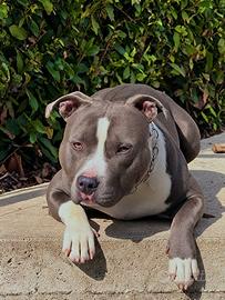 Amstaff per monta
