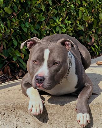 Amstaff per monta
