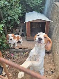 Cuccioli fratello e sorella taglia piccola