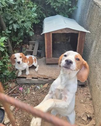Cuccioli fratello e sorella taglia piccola