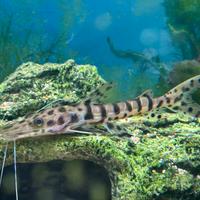 Pesce Gatto PSEUDOPLATYSTOMA FASCIATUM