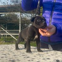 Staffordshire Bull Terrier alta genealogia