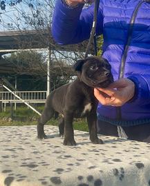 Staffordshire Bull Terrier alta genealogia