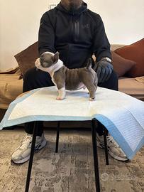 American bully micro exotic
