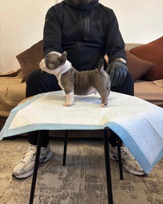American bully micro exotic