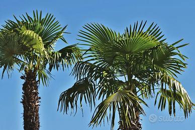 Chamaerops humilis (Palme di varia altezza)