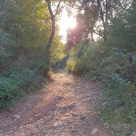 Bosco terreno boschivo nella Maremma toscana