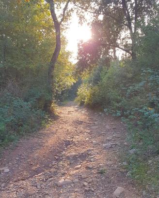 Bosco terreno boschivo nella Maremma toscana