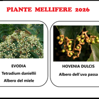 EVODIA - albero del miele