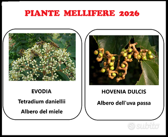 EVODIA - albero del miele