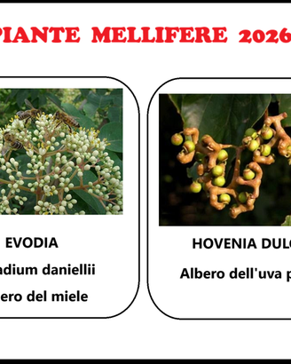 EVODIA - albero del miele
